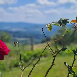 appartamento-il-nido-volterra.it-tuscanyhotel.com/